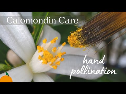 Video: Handbestuivende sinaasappels: leer hoe u een sinaasappelboom met de hand bestuift
