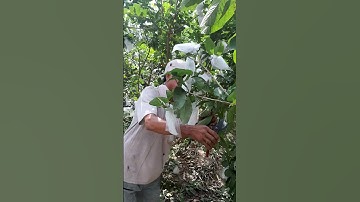 Cắt tỉa ổi #shorts