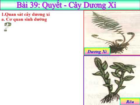 SINH HỌC 6 GIÁO ÁN MẪU BÀI DƯƠNG XỈ NHÓM SINH