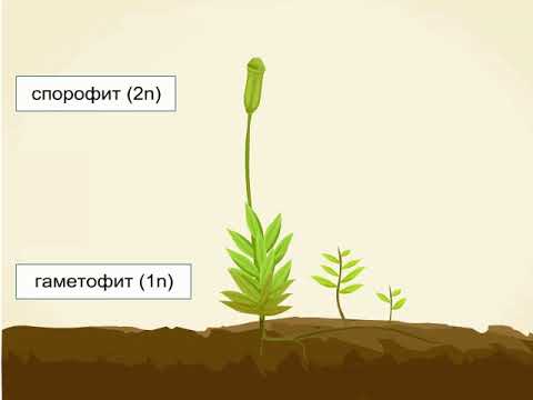 Үлкен кеудесі бар сымбатты әйелмен жыныстық қатынас