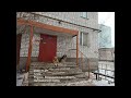 Собаки в Покрове Владимирской области в 2022 -11-27