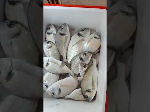 مدبحة الدنيس الدنيس تسقيط