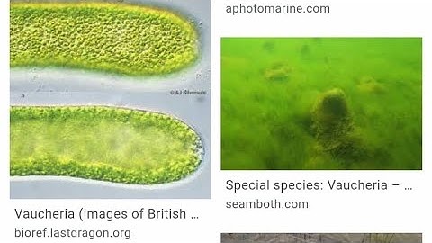 BSc 1Medical Vaucheria Yellow Green Algae Part1 Paper A