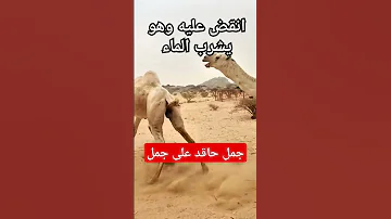 جمل حاقد على جمل أنقض عليه وهو يشرب الماء 