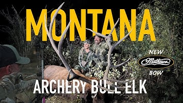 Hunting GIANT MONTANA ELK w/ NEW Mathews Arc