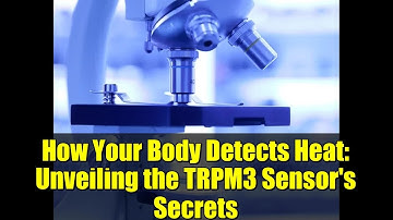 How Your Body Detects Heat: Unveiling the TRPM3 Sensor