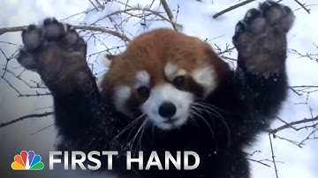 Red Pandas Playing In The Snow Is Your Daily Dose of Cute | NBC News