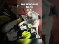 #youtubeshorts #funny #fypシ #foryou #trending