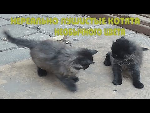 Видео: Нереально пушистые необычного цвета котята