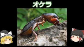 オケラ Youtube オケラ Youtube
