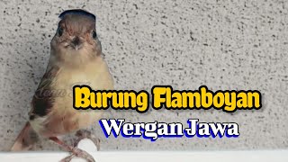 Burung flamboyan wergan jawa gacor 
