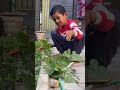 My kid’s Garden Adventure - he chooses Soil instead screen #garden #nature #kidsadventure #turnip