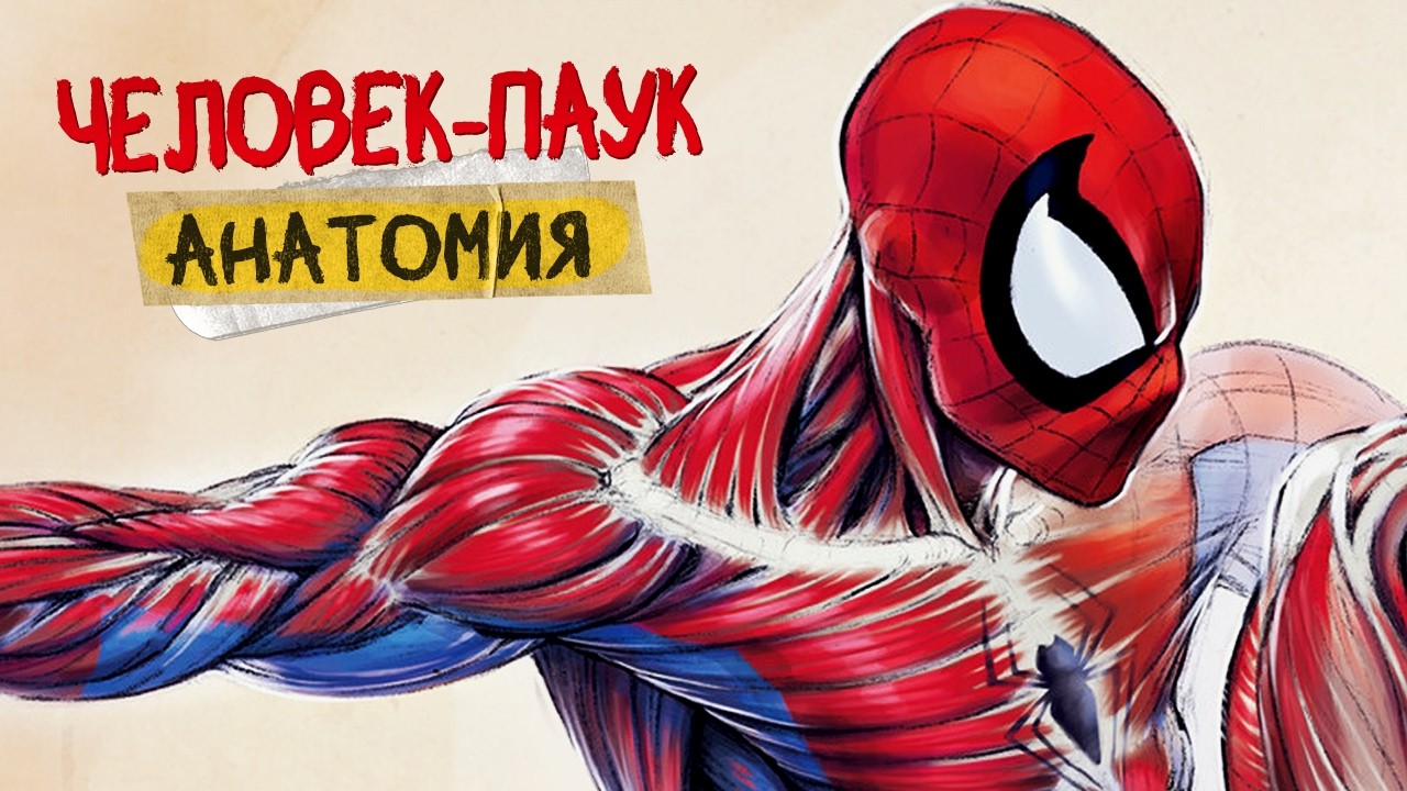 АНАТОМИЯ ЧЕЛОВЕКА-ПАУКА: Все подробности способностей