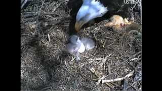 Mother Bald Eagle Feeds Her Newborn Babies