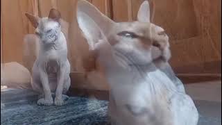 Sphynx Cats from Cozumel, they're Ixchel and Jesús