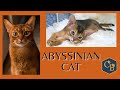 The Abyssinian Cat 😻 in Detail の動画、YouTube動画。