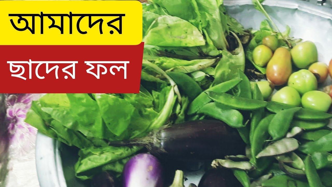 আমাদের ছাদের ফল ফরমালিন ছাড়া 2020 dhaka Bangladesh sajib molla - YouTube