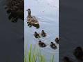 fascinating ducks facts #facts #duck #wildlife #nature