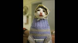 schnappi #schnäppchen #schnapper #schnappi #singingcats #viralvideo #catinclothes #cat #popularsong