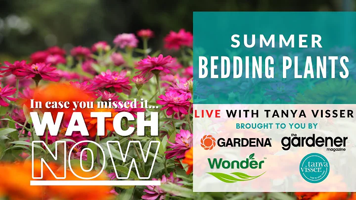 Summer bedding plants LIVE with Tanya Visser