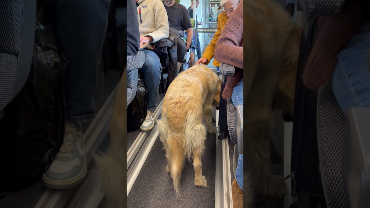 Baba distributeur de bonheur #dogshorts #goldenretriever #wagon #train #sncf