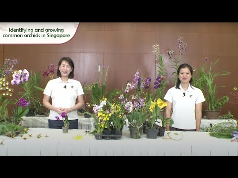 Gardening Masterclass: Identifying And Growing Common Orchids In Singapore