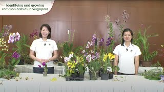 Gardening Masterclass: Identifying And Growing Common Orchids In Singapore