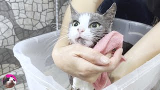 First bath for rescued street cat that has given birth by ねこぱんちParaguay 140,886 views 5 months ago 15 minutes