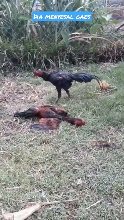 #ayam jago#shorts #tiktok