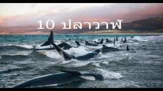 Video thumbnail of "เพลง 10 ปลาวาฬ"