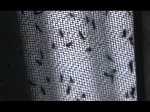 Video: De Veranderende Epidemiologie Van Dengue In China, 1990-2014: Een Beschrijvende Analyse Van 25 Jaar Landelijke Surveillancegegevens