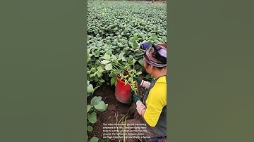 Harvesting soybeans: people using hand tools to cut soybeans in a field