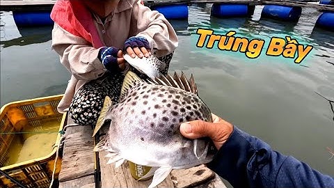 Giật Cá Nâu Sướng Tay Cá To Lắm | GĐCG #504