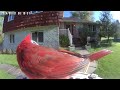 Daily Birdwatching - Netvue Birdfy Birdfeeder Cam - May 1, 2024