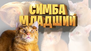 ЛУЧШИЕ ВИДЕО Симбочки Младшего!😻