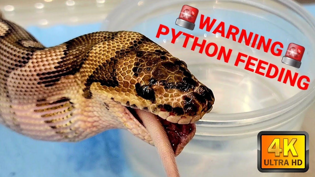Image showcasing The Feeding Habits of a Ball Python - YouTube