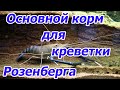 Основная кормовая база для креветок Макробрахиум Розенберга