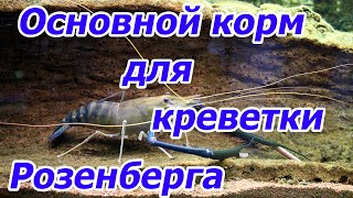 Основная кормовая база для креветок Макробрахиум Розенберга