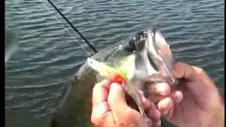 Mighty Bite