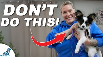 3 Things You Must STOP Doing With Your Small Dog