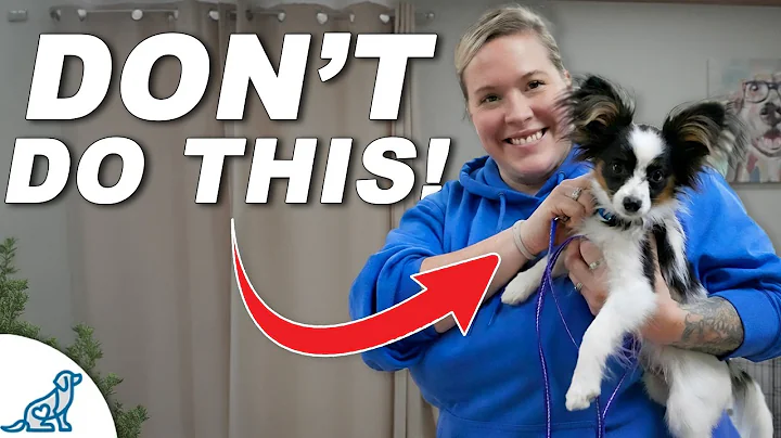 3 Things You Must STOP Doing With Your Small Dog