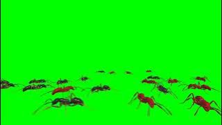 green screen semut