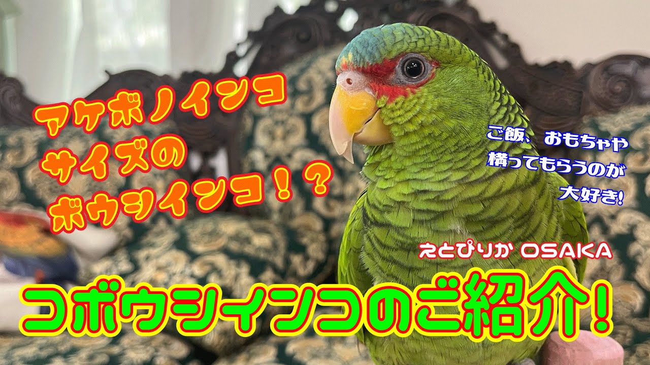 【えとぴりかOSAKA】最小サイズのボウシインコのご紹介！【コボウシインコ】
