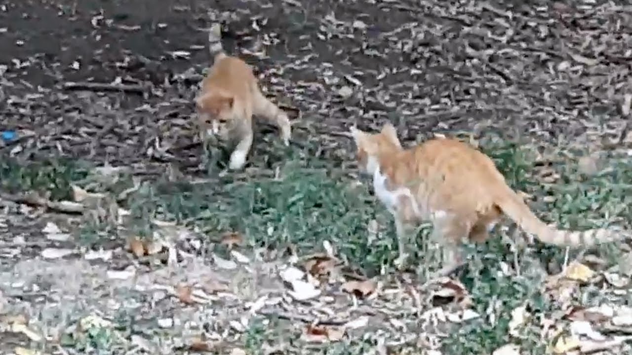 Two Tabby Cats Hunt Rats YouTube two-tabby-cats-hunt-rats-youtube