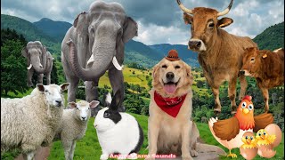 Farm Animal Sounds: Sheep, Cat, Dog, Chicken, Goat, Cow - Animal Videos screenshot 1