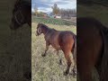 Конь 🐎