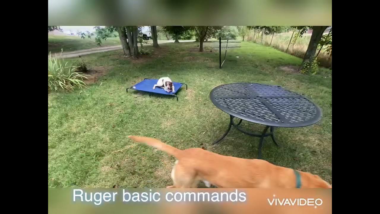 Multi dog madness! Obedience training. Sublime K9 YouTube