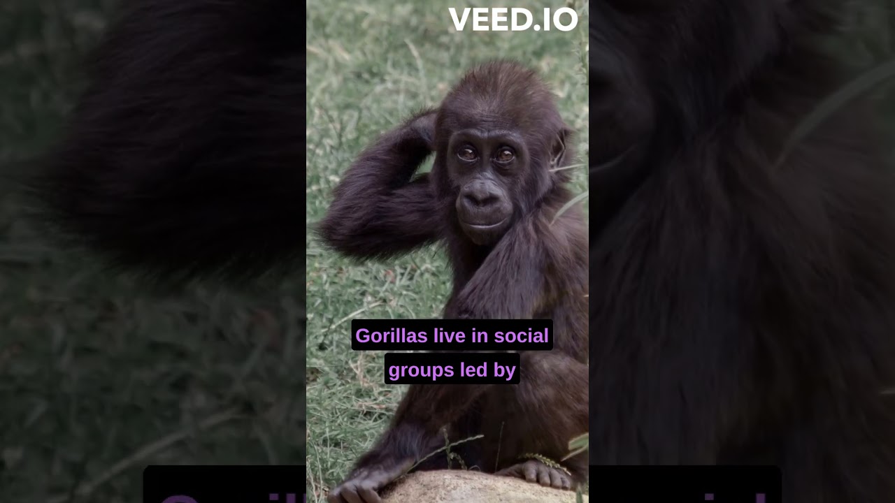 the largest living primates