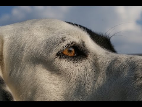 Video: Sokak Köpeklerinden Nasıl Kurtulurum