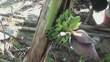 Lạ đời cây chuối trổ buồng ngang hông